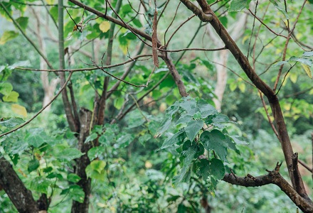 構樹 大地先驅植物 全株皆是「楮」方