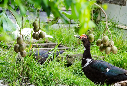 莎梨 在台灣生根的熱帶南洋記憶